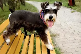 上班族、有小孩、新手适合养什么狗？附上价格图片