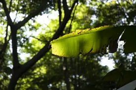 雨打芭蕉，饶有诗意图片