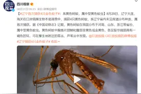 辽宁首次捕获4只金色蚊子：通体金黄，"蚊中贵族"？对人体有害？图片