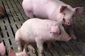 猪反复发烧40度左右是什么病？猪反复发烧怎么治疗？养猪人必备！图片