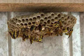 马蜂在家筑巢是祸还是福？马蜂窝怎么处理？家里马蜂窝处理办法？图片