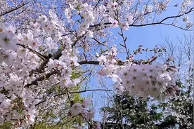 《我在春天等你》杨钰莹复出后首支单曲 曲调优美 充满柔情 太好听了图片