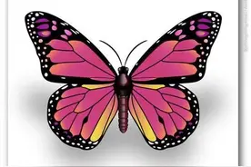 小学求面积六大模型之：蝴蝶模型（蝴蝶定理）图片