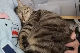养猫的家庭都得备上这两种药（癫痫、猫瘟）图片