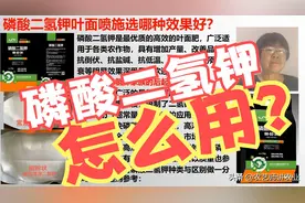 磷酸二氢钾有多少种？叶面喷施选哪种效果好？「农艺师讲农业」图片