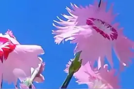 亲爱的，我爱你、爱你，真的好爱你图片