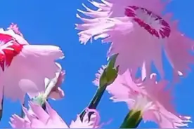 亲爱的，我爱你、爱你，真的好爱你图片