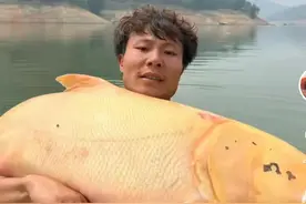 终于见到了传说中的黄金大鲢鳙，比黄金还稀有！真的是价值连城啊图片