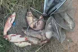 秋季野钓鲢鳙，和夏天有什么区别？做好这些调整，抓住上鱼黄金期图片