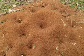 南方地区已经“失守”，一窝30万只？红火蚁“入侵”我国12省图片