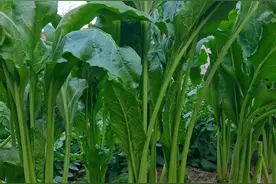 根达菜，竟然好多人不认识，难道这是河北菜？图片