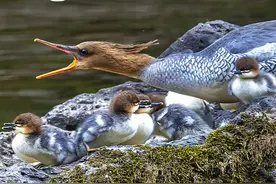 “水中活化石”、“鸟中大熊猫”——带你了解长白山池北区二道白河小镇中的中华秋沙鸭！图片