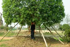 10种适合北方栽植的常绿阔叶树图片