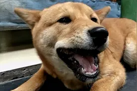 为什么你能容忍猫对你龇牙咧嘴，而不能容忍狗图片