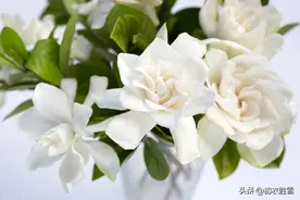 陈维崧栀子花唯美情词三首：夜窗全黑，被一株栀子，凝来通白图片