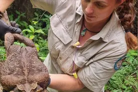 澳大利亚15亿只癞蛤蟆泛滥，骑蟒蛇毒死鳄鱼，为何重金悬赏没人捉图片