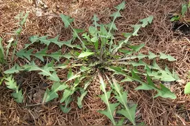 一女子长时间喝蒲公英水消散结节，后来结节消下去了吗？来看看吧图片