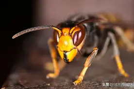 虎头蜂屠杀美国蜜蜂，50只咬掉3万只脑袋，亚洲蜜蜂却不怕它图片