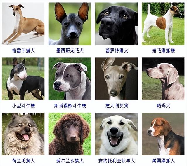 狗狗品种大全(带图片)，各位铲屎君快来对比收藏一下!