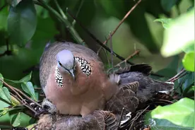 在我国，几乎哪里都能看到野生斑鸠，但为什么斑鸠巢穴很少见？图片