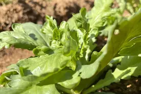 这8种蔬菜比牛奶还补钙，春天孩子身高长得快，记得多换吃图片