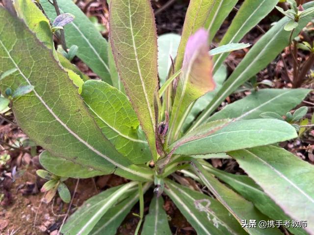 “苣荬菜”的“苣”怎么读？