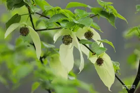 “世界自然遗产”贵州梵净山：野生动植物家园图片