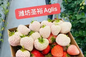 令人头疼的“红蜘蛛”防治药剂汇总图片