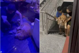 贪嘴金毛犬偷舔酒瓶，结果眼神迷离瘫软在地，被四人轮流抬回家图片