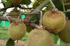 持续高温干旱，猕猴桃果园该如何应对？做好肥水管理等措施图片