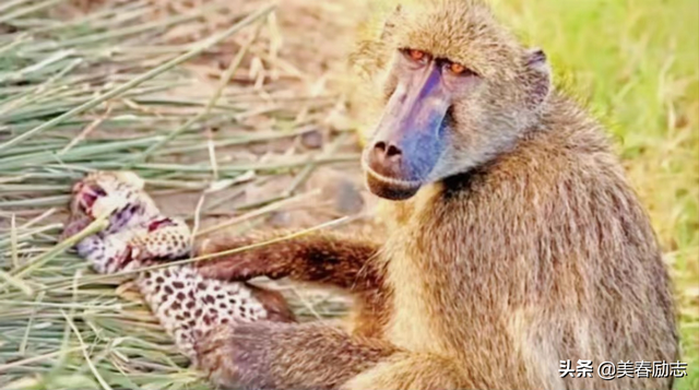 盘点非洲10大危险动物，为何狮群被集体团灭？谁才是非洲王者？