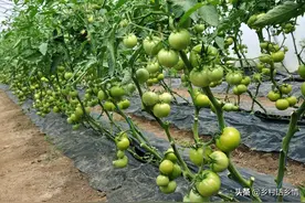种植瓜果、茄果、豆角类，记住这三个方法，花多果多产量高图片