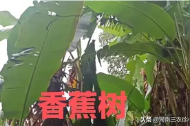 湖南有个农民种了六十年的香蕉树，却从来没有结过一个香蕉图片