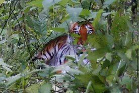 07年陕西猎人拍到野生华南虎，专家鉴定为真后，为何又说是假的？图片