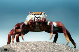 你以为螃蟹在玩耍，其实它们在做这件事！图片