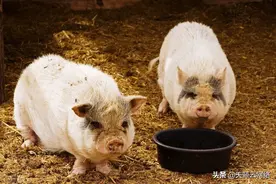 「科普」猪胀气的症状及治疗方法图片