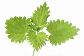 荨麻疹都是因为过敏而引起的吗？图片