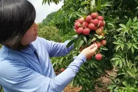 荔枝保鲜技术方案图片