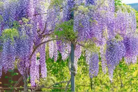 紫藤花又开｜ 朱自清为什么说：在台州临海找到了人生的一条路图片