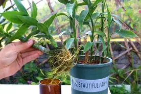 富贵竹别再水培了，土栽试试，会有2个“小惊喜”图片