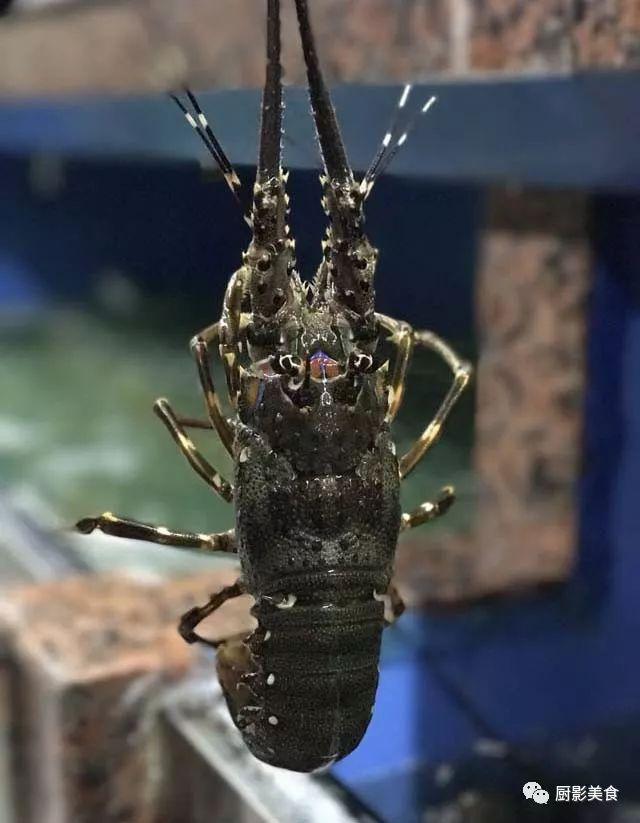 40头的花胶是几级 2025年花胶40头是什么意思?