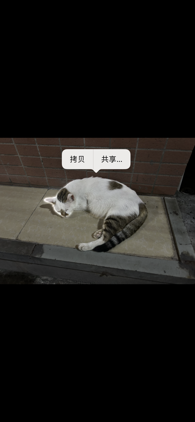 iPhone 14 ���⣺���������Ϥ��������Ҳ��ø�������