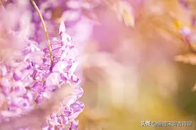 在古诗词里发现相思之美图片