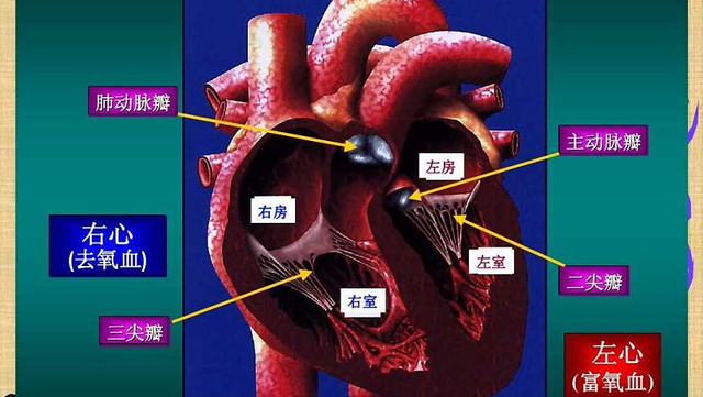 何为心脏瓣膜关闭不全？提醒：分4类，症状各有不同，需正确辨别