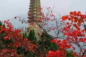 七律 寒露吟｜秋深寒露至 瘦影金菊慕（外八首）图片