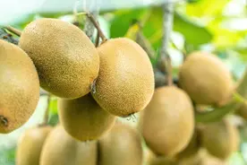 做优做强湖北省宜昌市猕猴桃产业的思考与对策图片