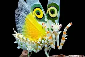 来自世界各地奇特的昆虫(40张)图片