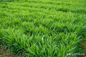 栽培小葱和韭菜，记得用好这几个方法，茎秆粗壮叶子黑绿油亮图片