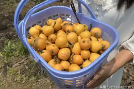 没有门票费，只要10元一斤！重庆九龙坡铜罐驿五一节枇杷采摘攻略图片