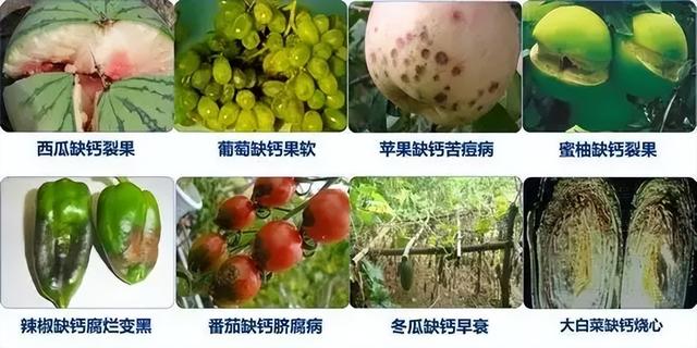 缺钙的症状以及常用的五种钙肥氨基酸钙、糖醇钙、EDTA钙等